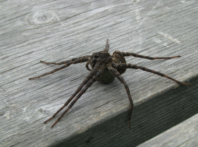 Five Facts About Canada’s Dock Spider – Northern Latitudes